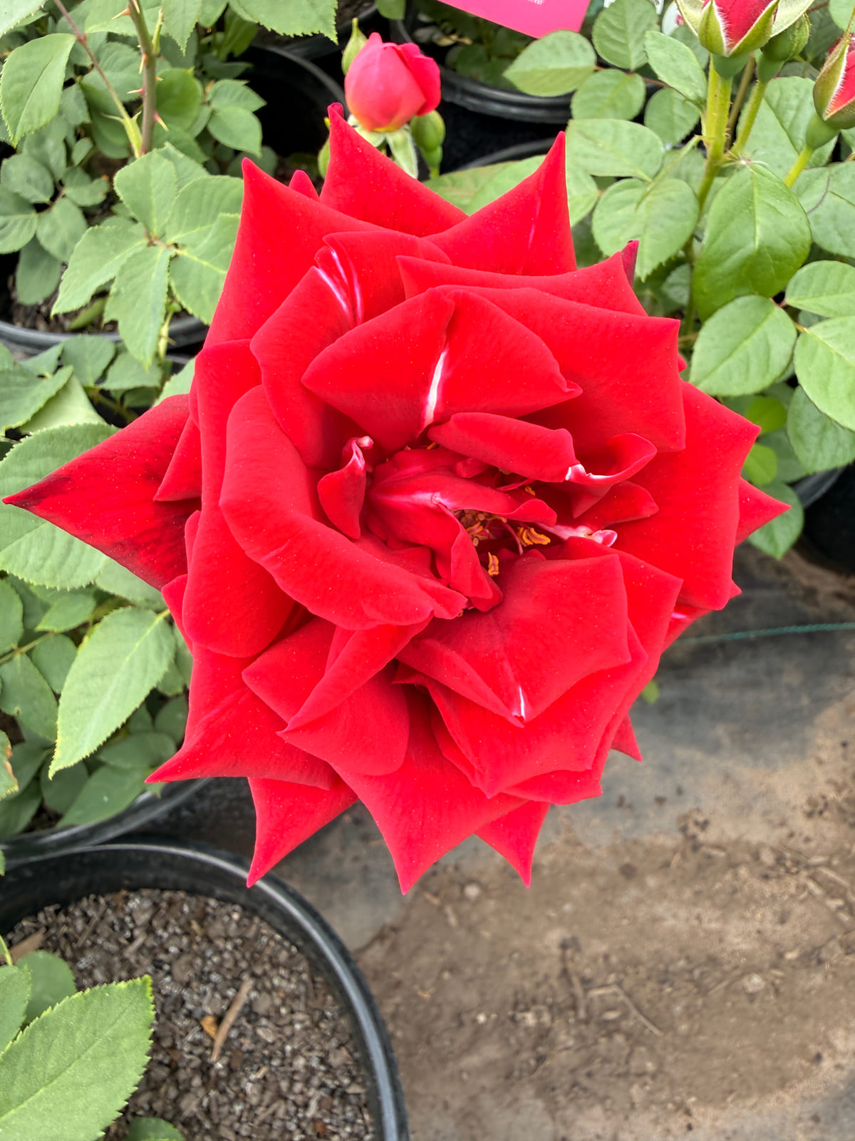 Papa Meilland rose plant from Rosestyle