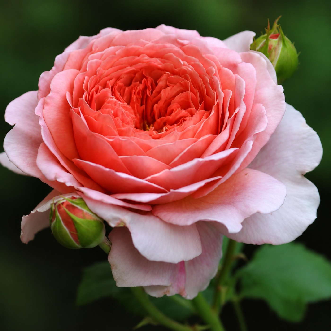 Princess Alexandra Of Kent rose