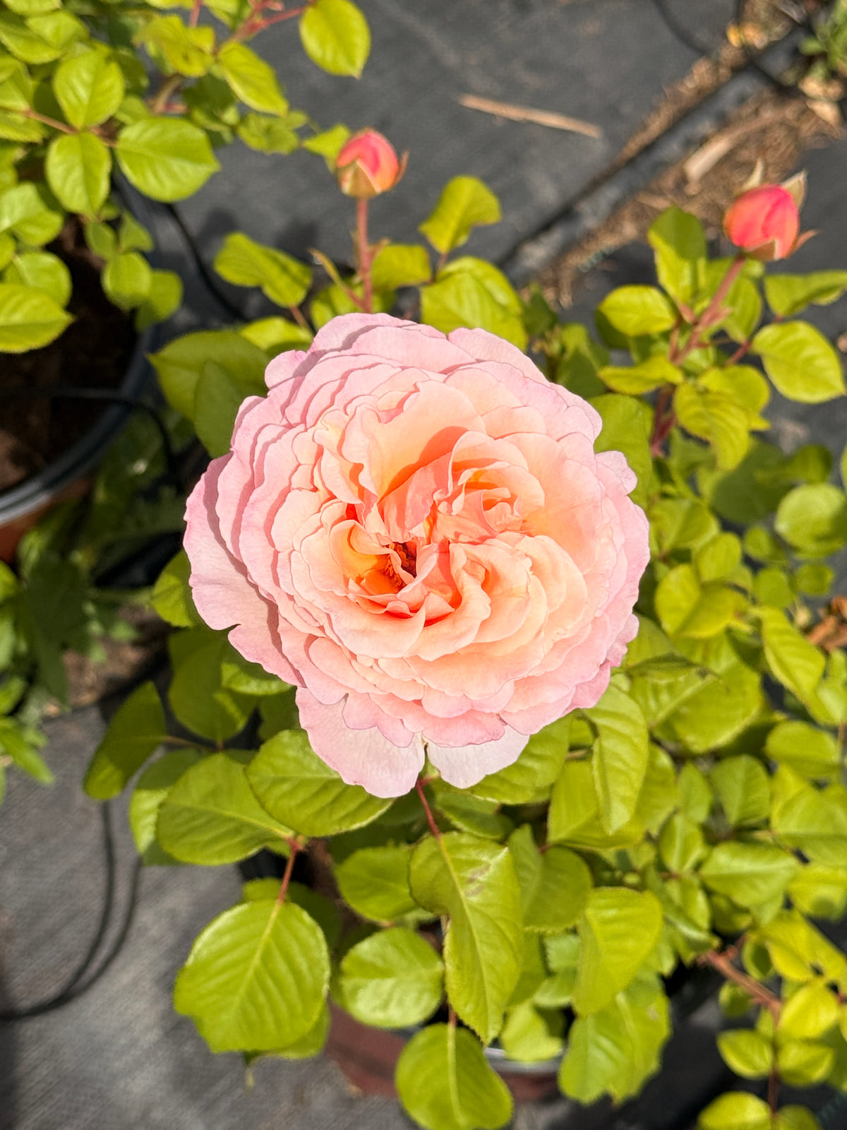 Princessa Charlene de Monaco rose plant from Rosestyle