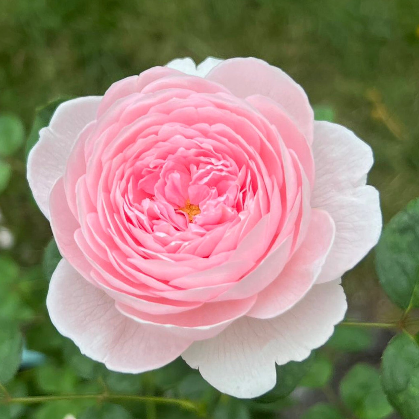 Queen of Sweden rose