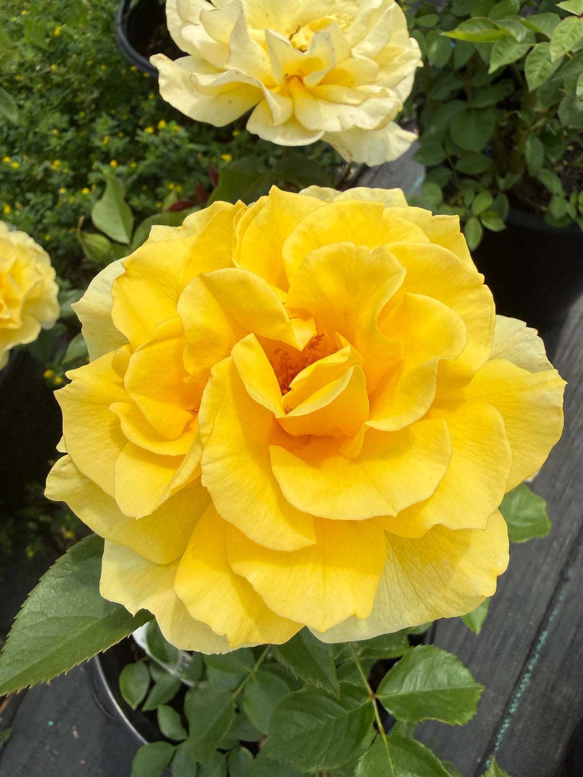 追求热情 Rosestyle 鲜活玫瑰植株