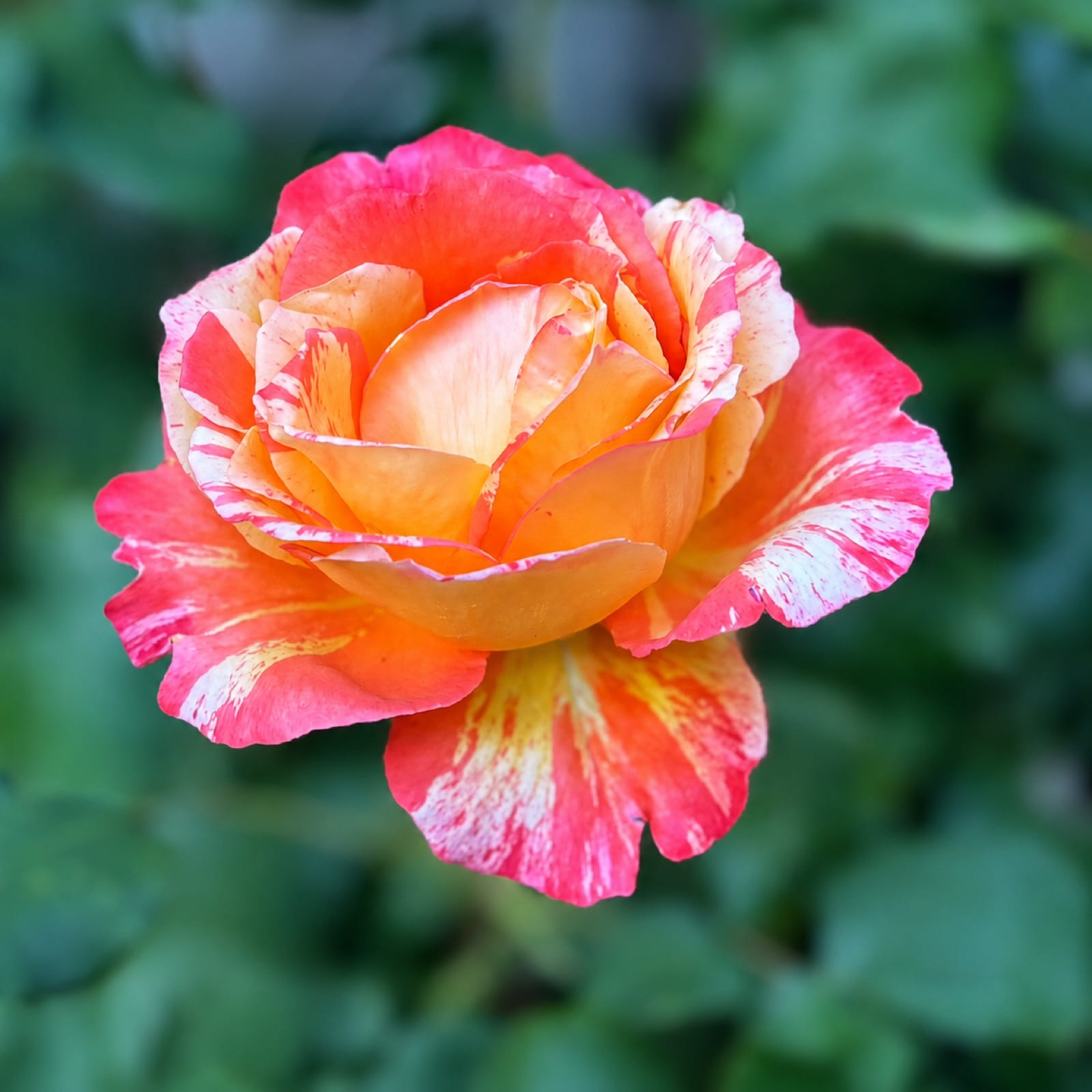 彩虹尼亚加拉 Rosestyle 鲜活玫瑰植株