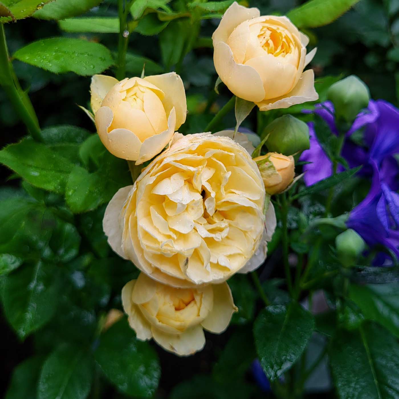 Roald Dahl rose