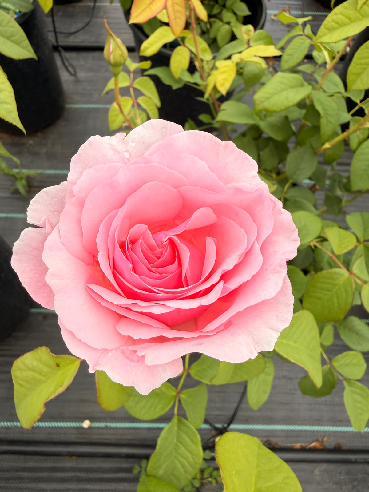 Scentuous® rose plant from Rosestyle