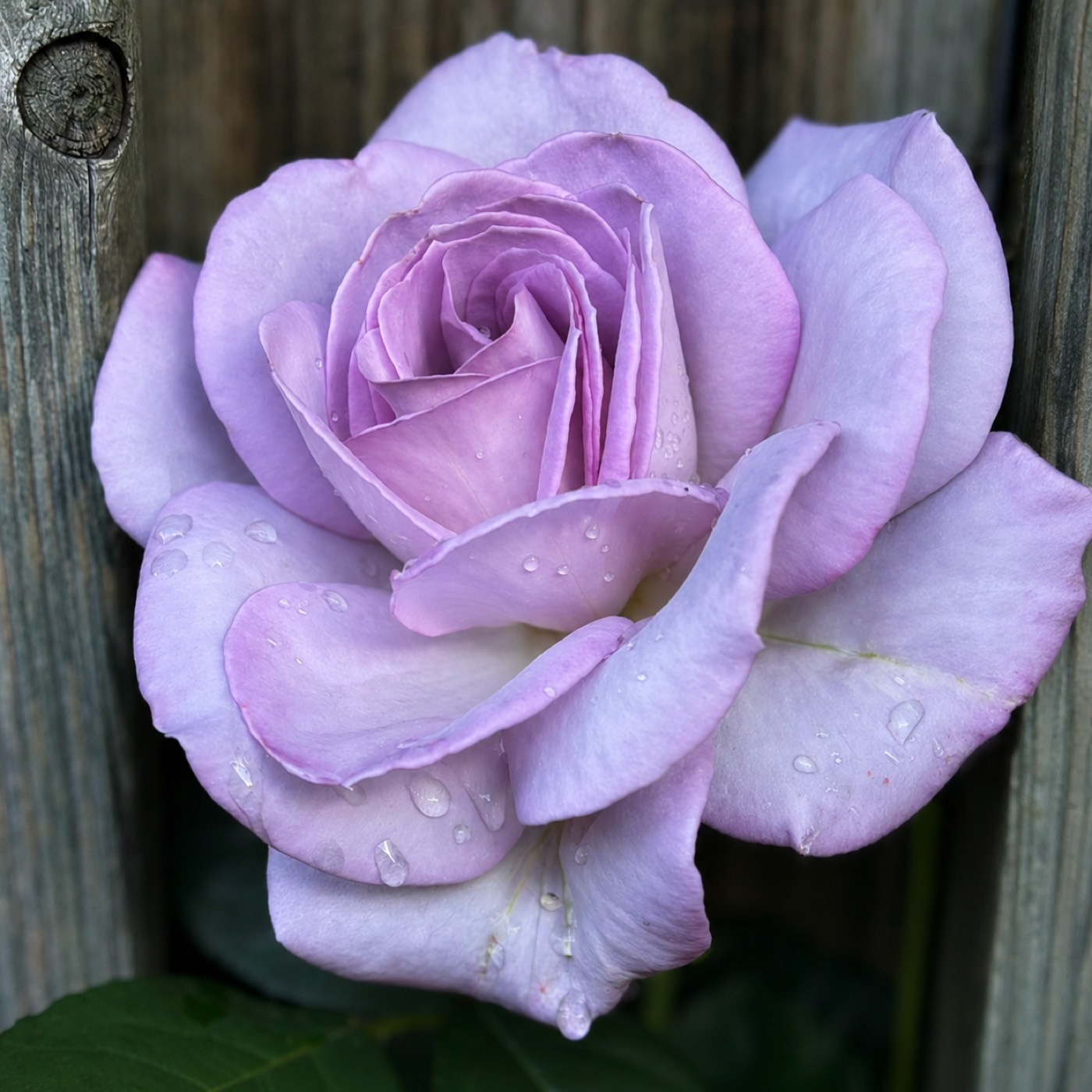 Silver Lining rose