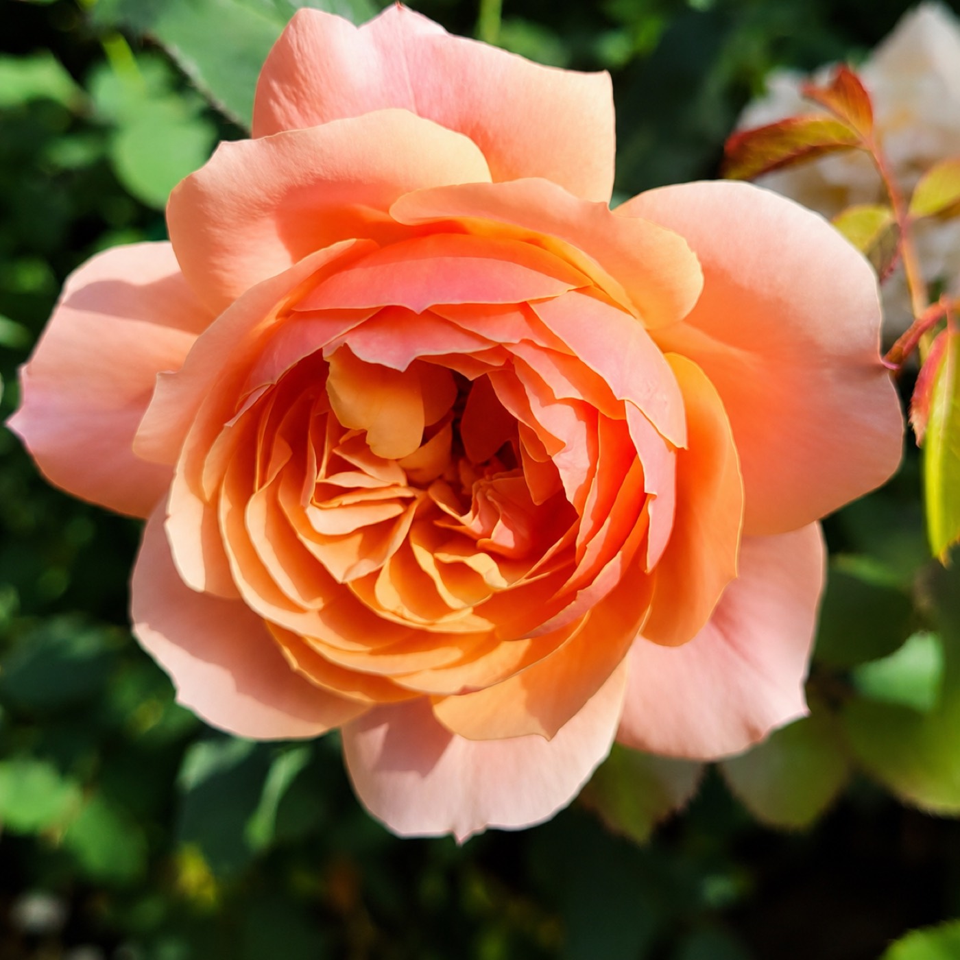 State of Grace rose