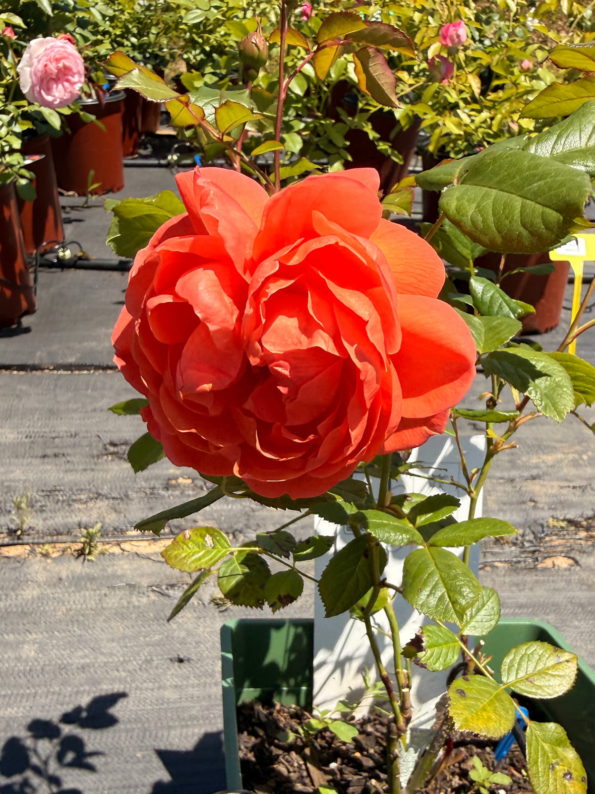 Summer Song rose plant from Rosestyle