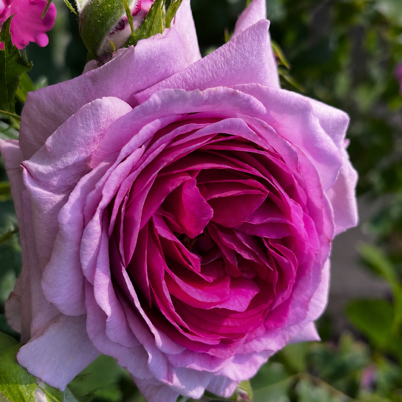 Sweet Madame Blue rose