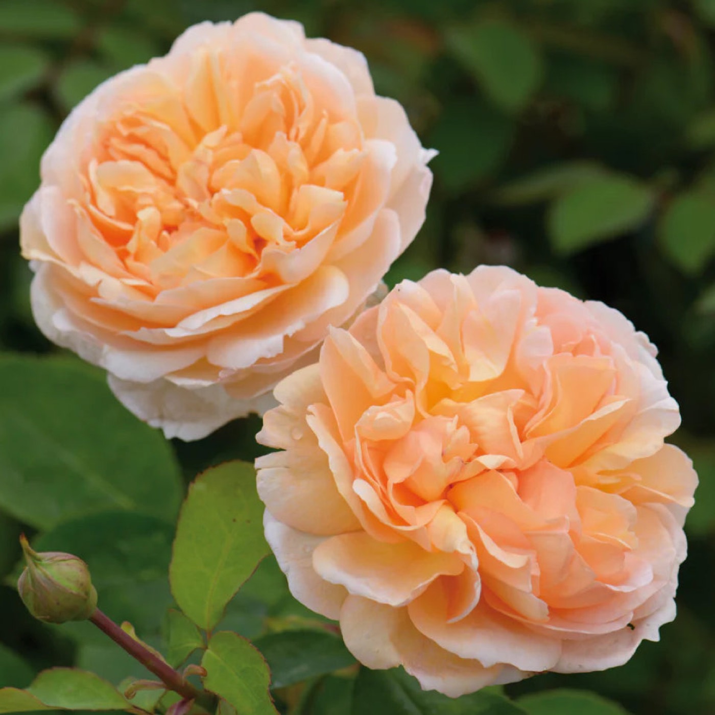 The Lady Gardener rose