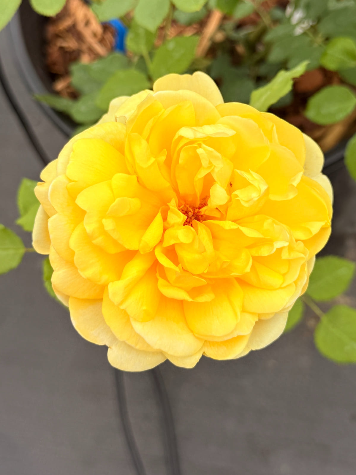 诗人的妻子 Rosestyle 鲜活玫瑰植株
