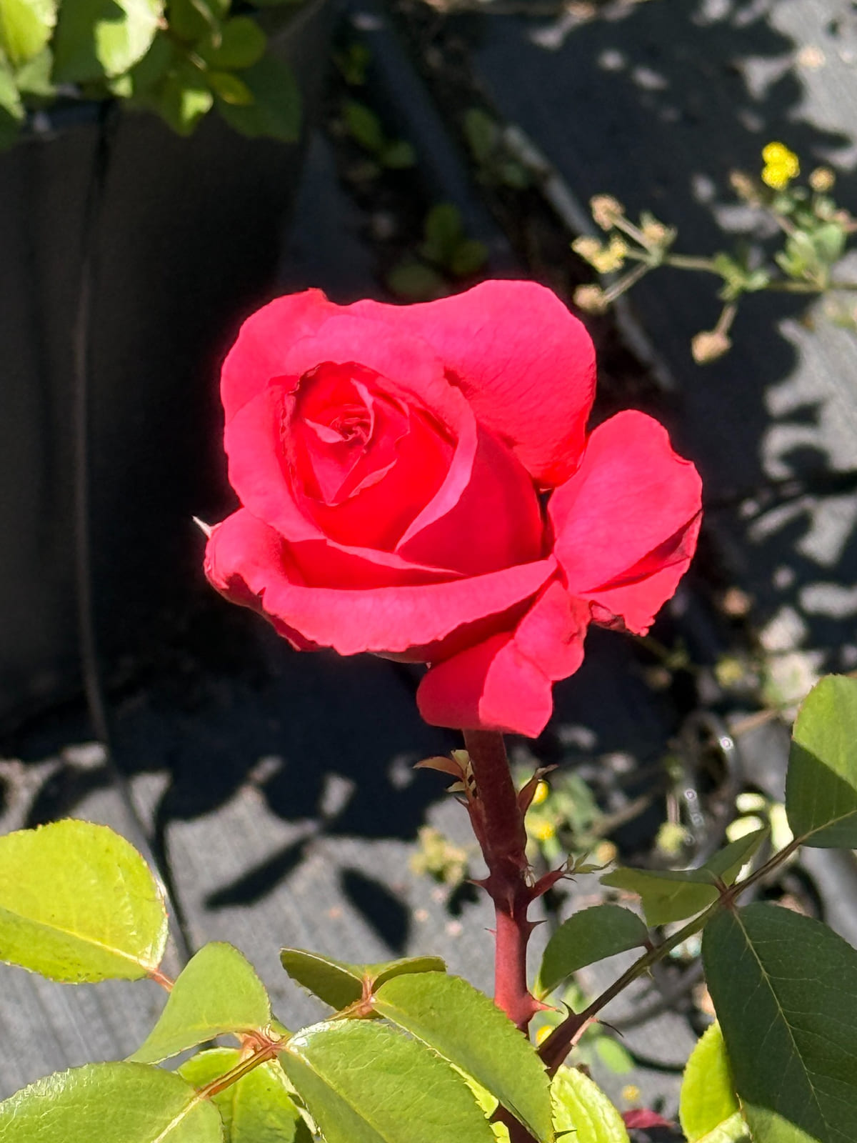 爱你 Rosestyle 鲜活玫瑰植株