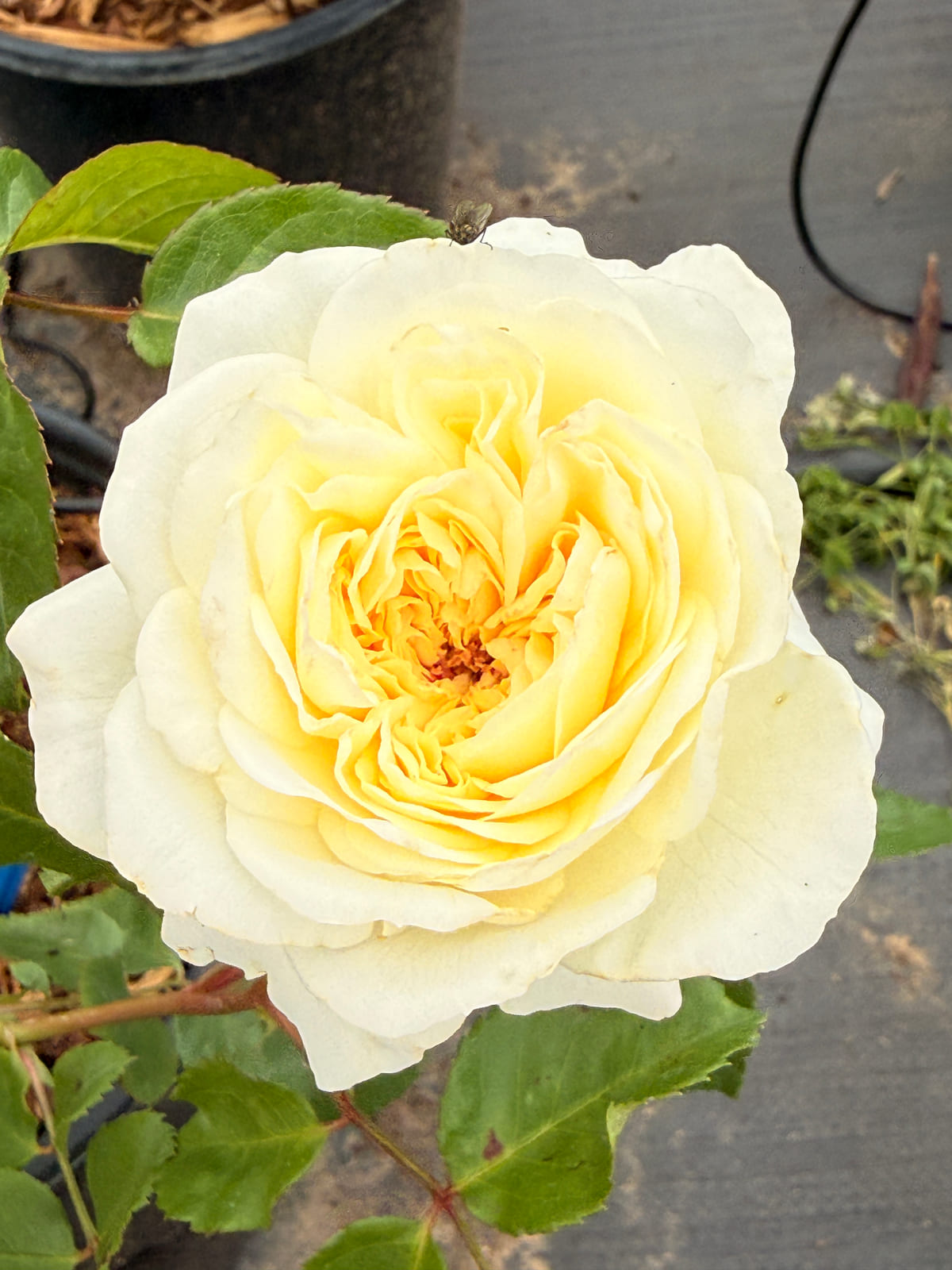 Tranquillity rose plant from Rosestyle