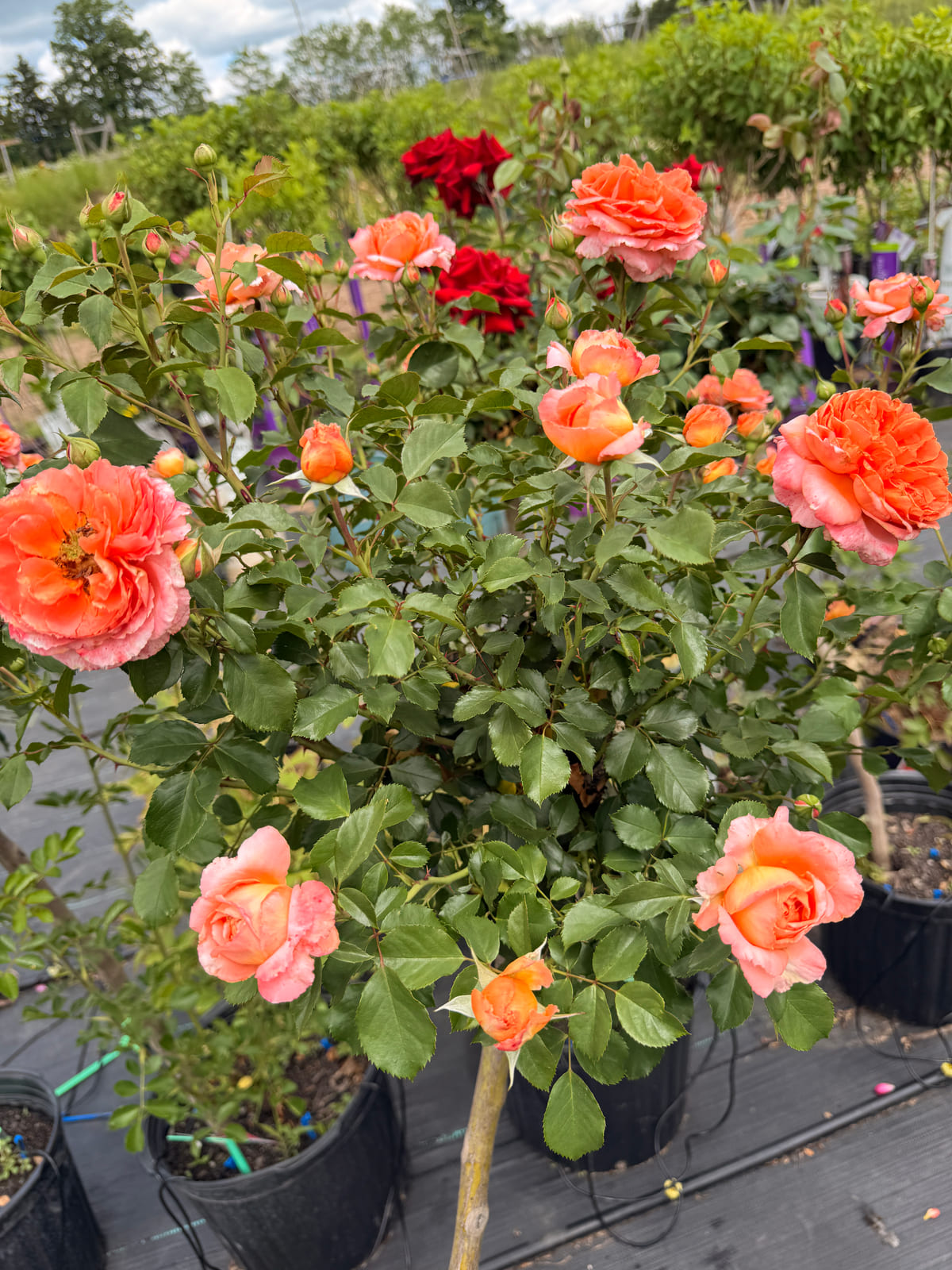 奥多比日 Rosestyle 鲜活玫瑰植株
