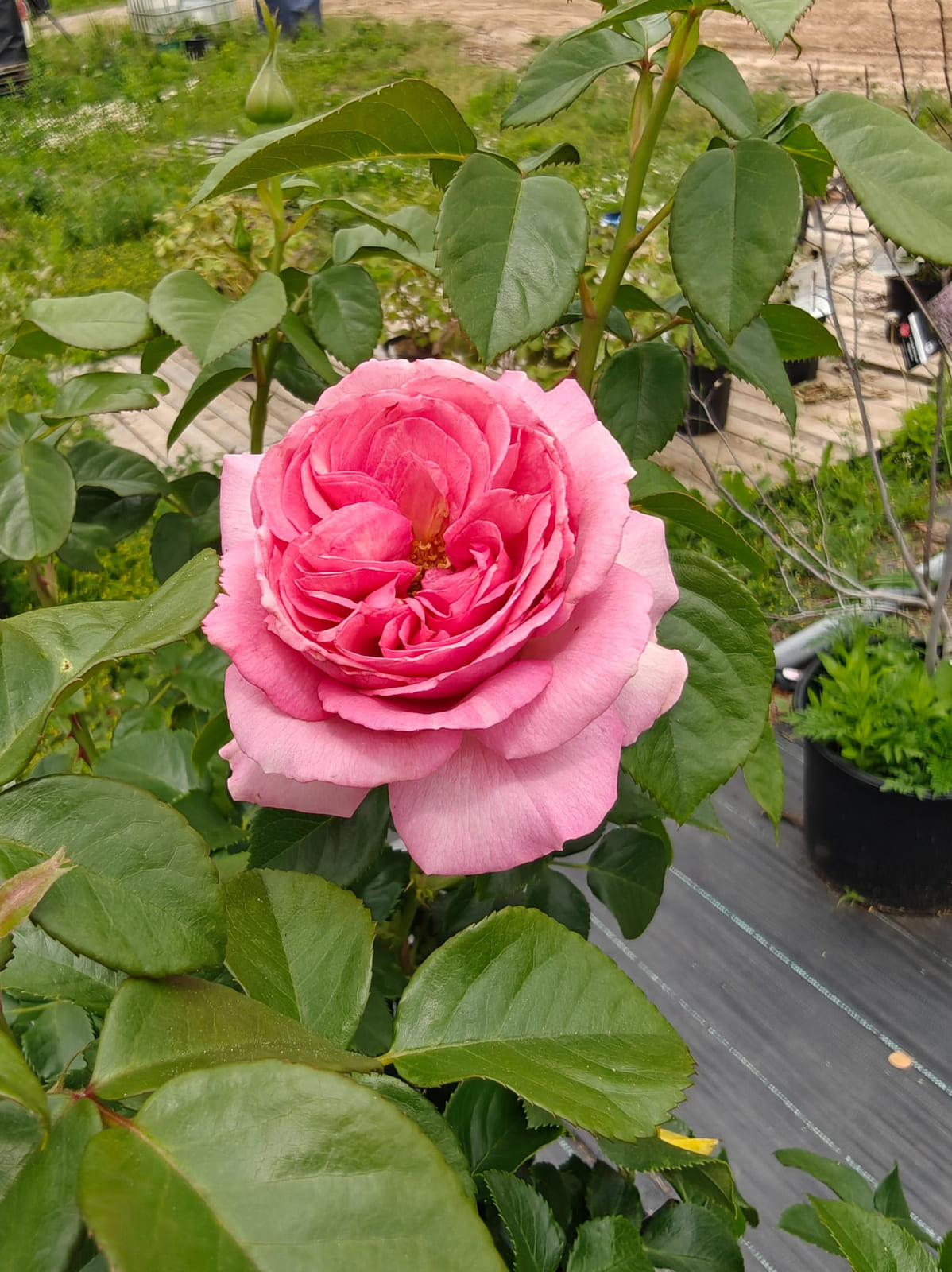 整装待发 Rosestyle 鲜活玫瑰植株