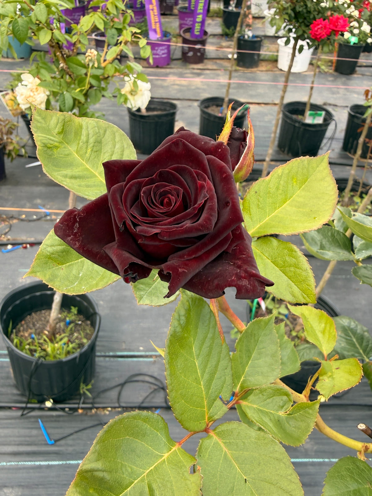 黑巴克 Rosestyle 鲜活玫瑰植株