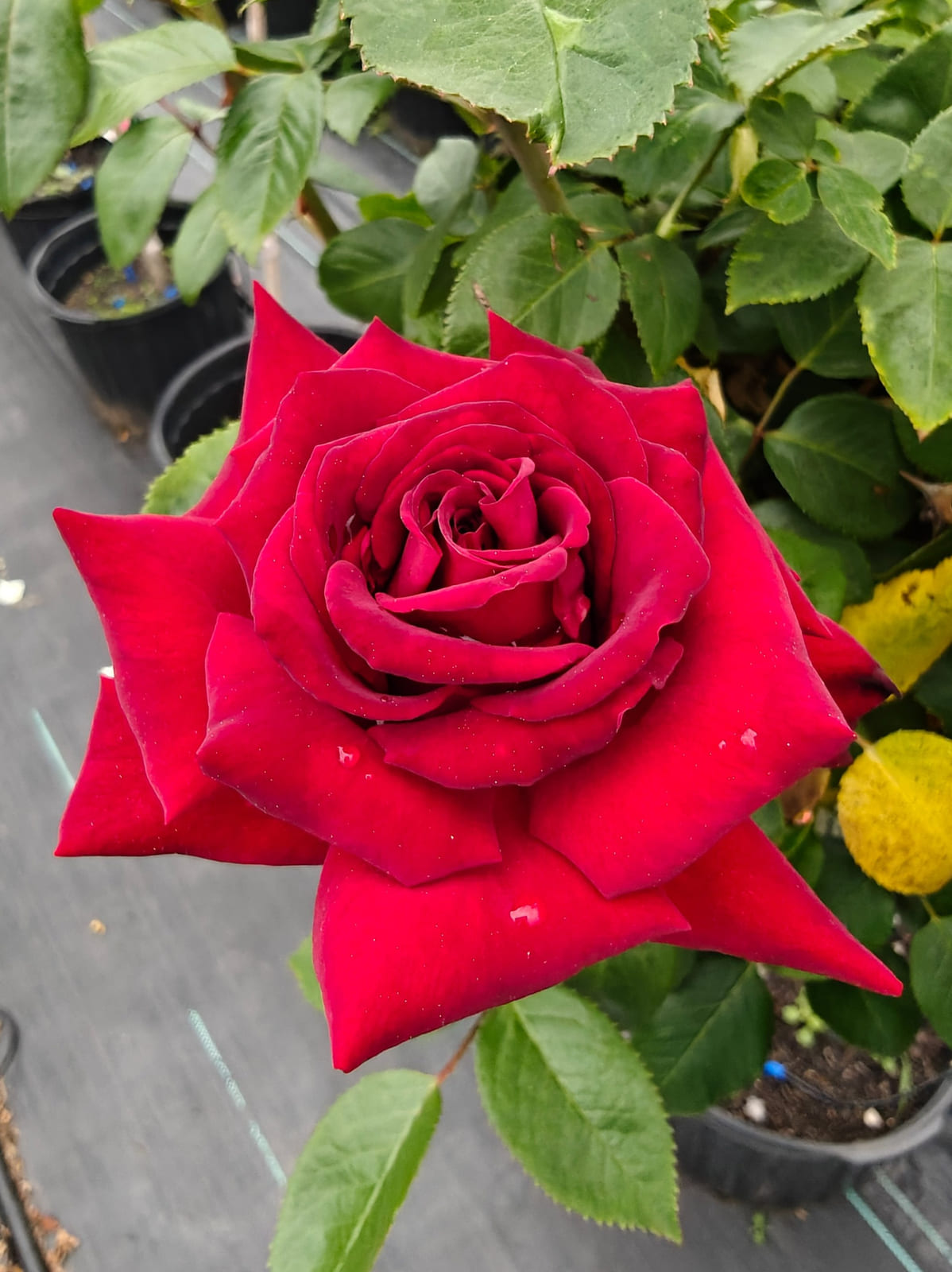 英格丽·褒曼 Rosestyle 鲜活玫瑰植株