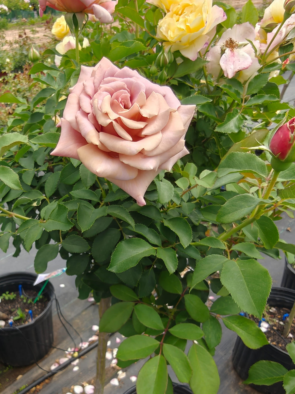 可可洛克 Rosestyle 鲜活玫瑰植株