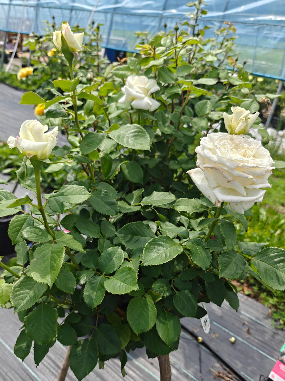Pope John Paul II rose plant from Rosestyle