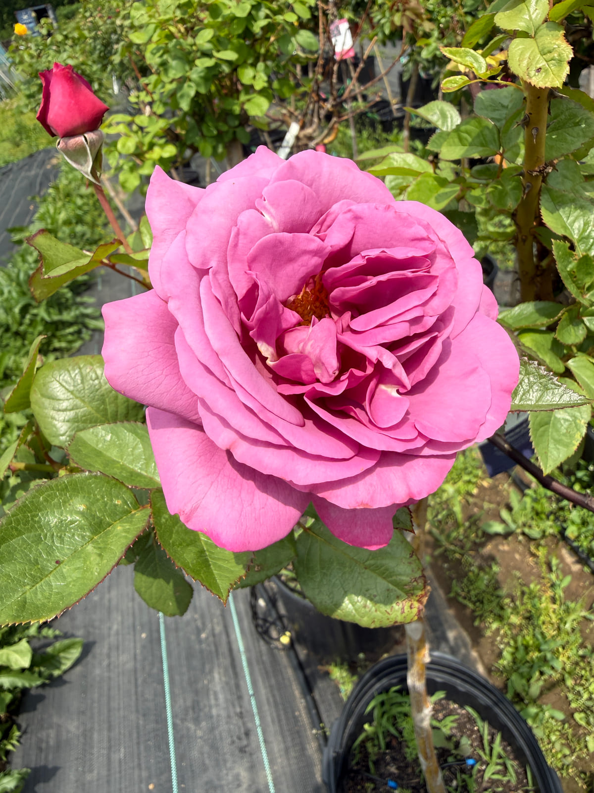 杏色完美 Rosestyle 鲜活玫瑰植株