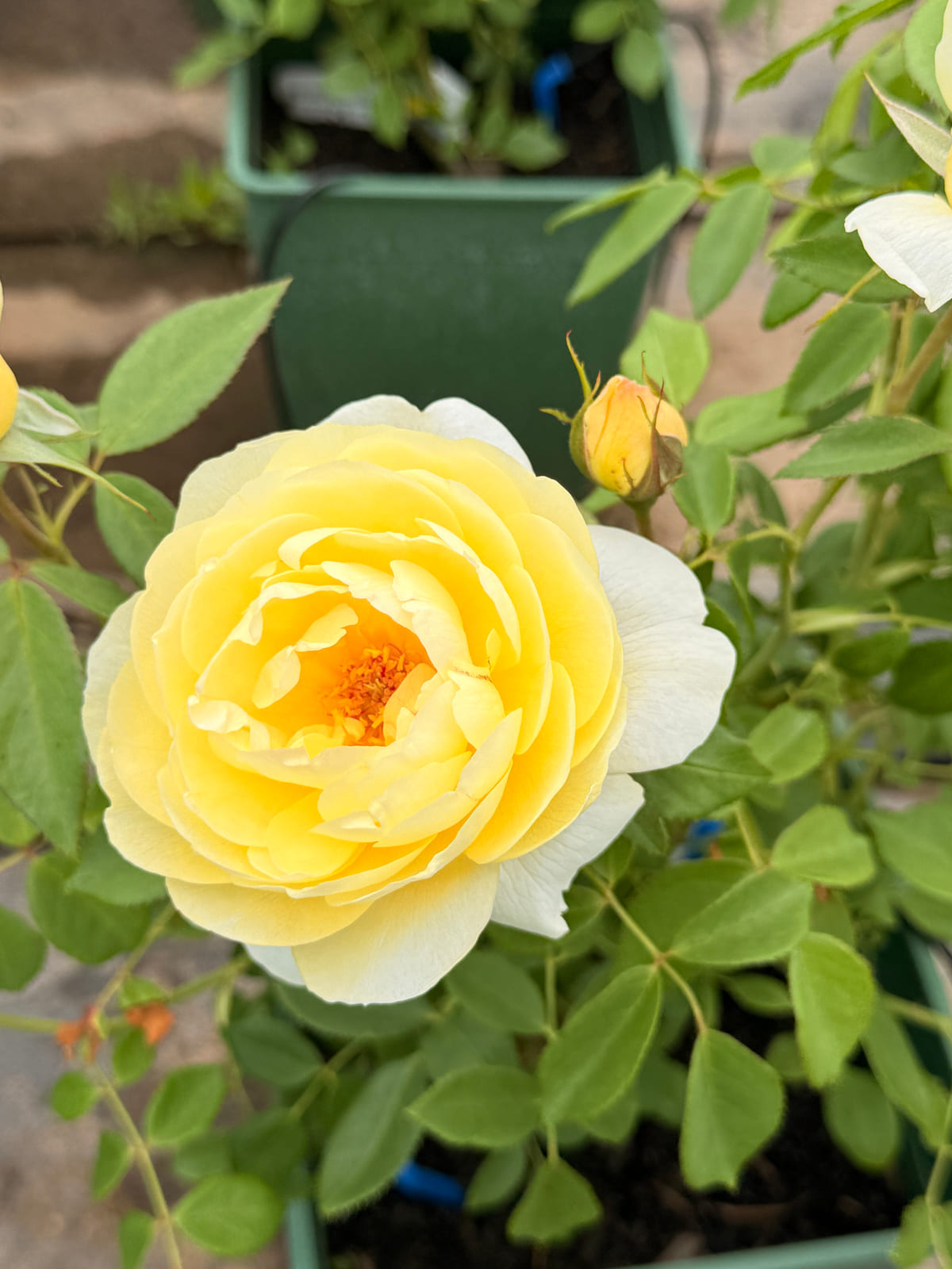 凡妮莎·贝尔 Rosestyle 鲜活玫瑰植株
