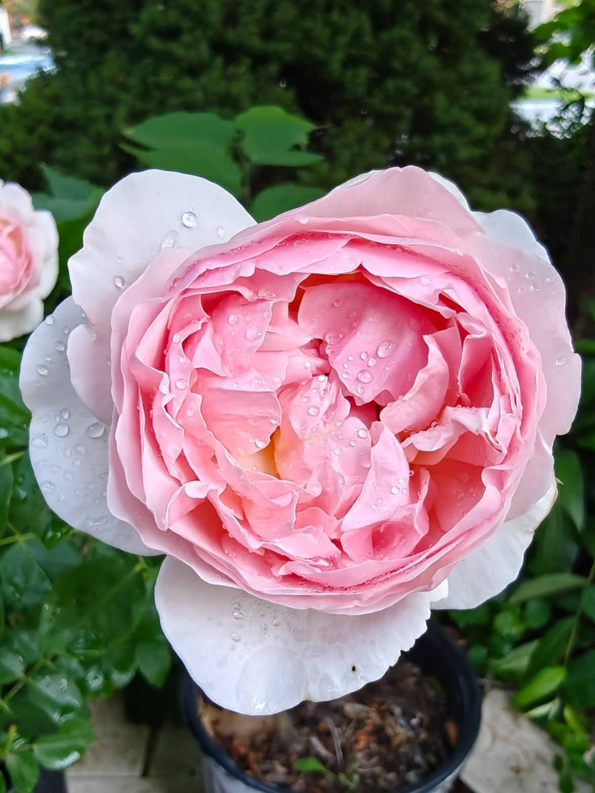 Victorian Secret® rose plant from Rosestyle