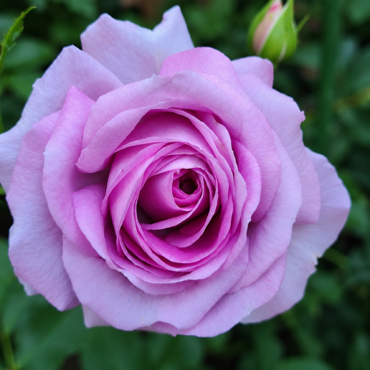 Violet's Pride rose