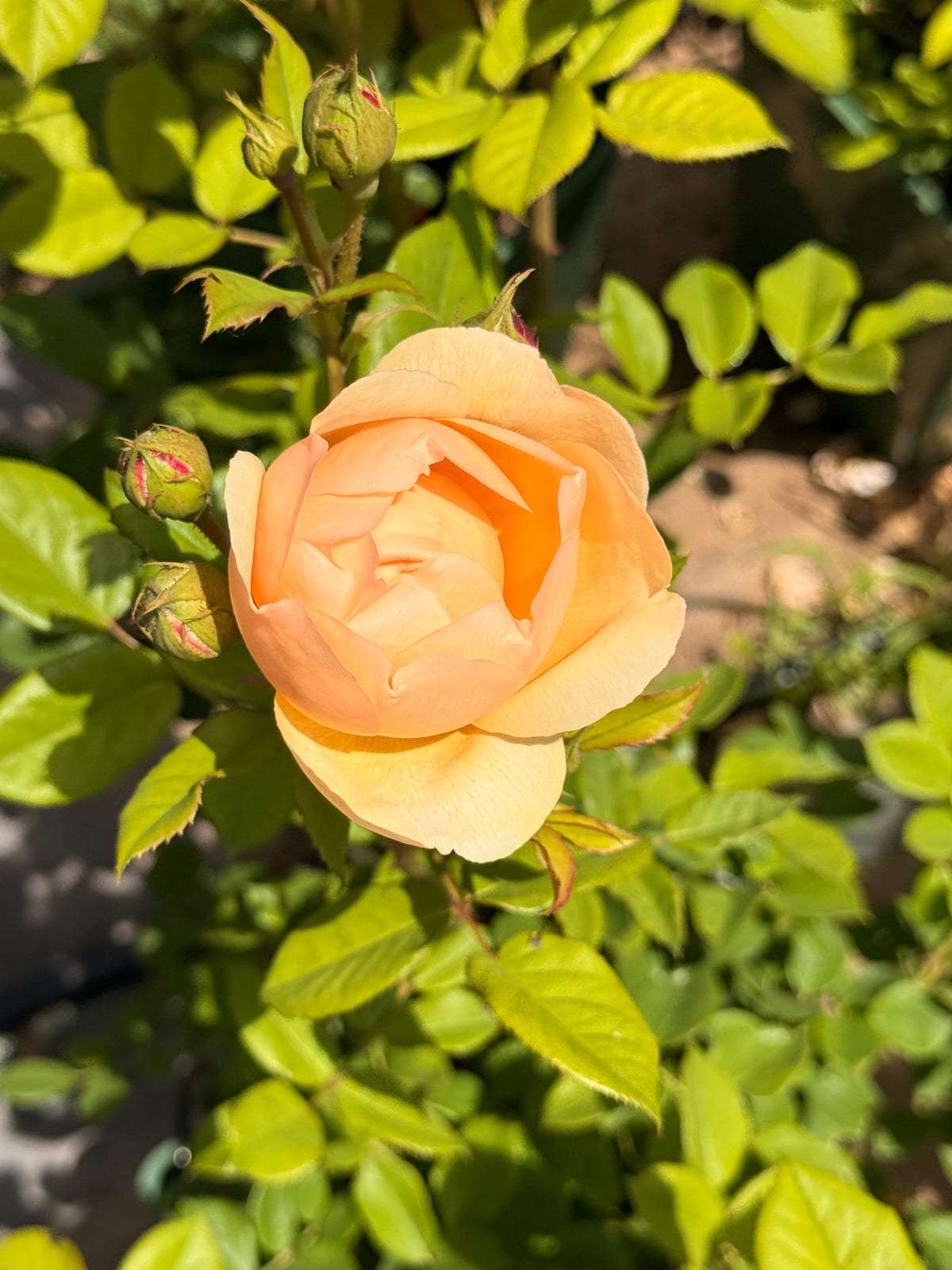 Wollerton Old Hall rose plant from Rosestyle