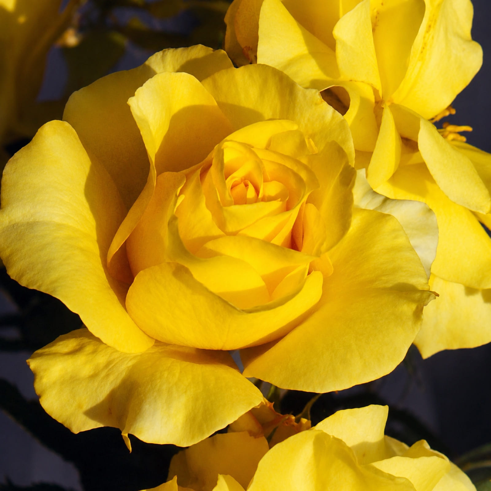 Yellow Blaze rose plant from Rosestyle